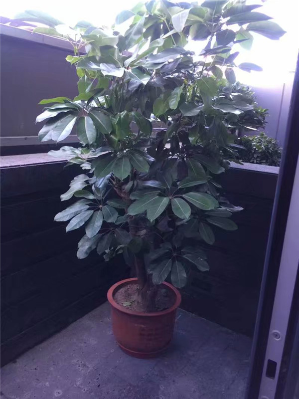 綠植租擺