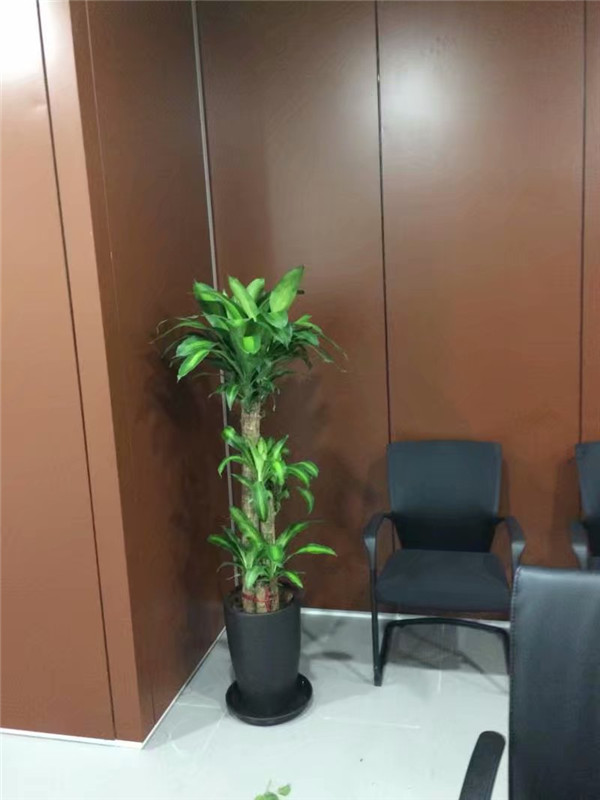 綠植租擺