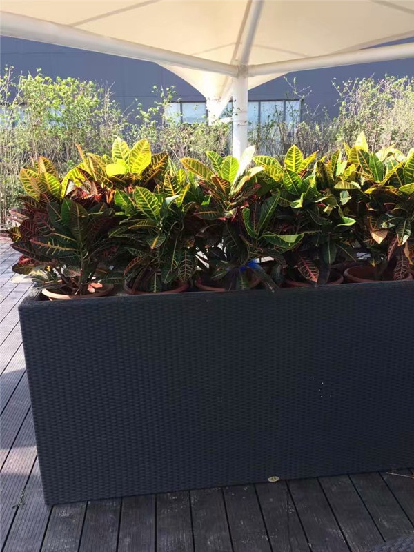 綠植租擺