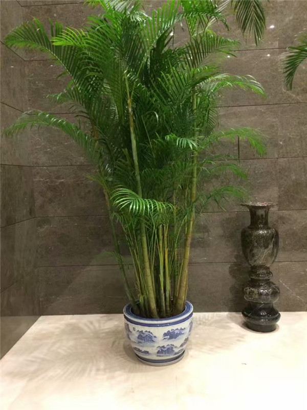 綠植租擺