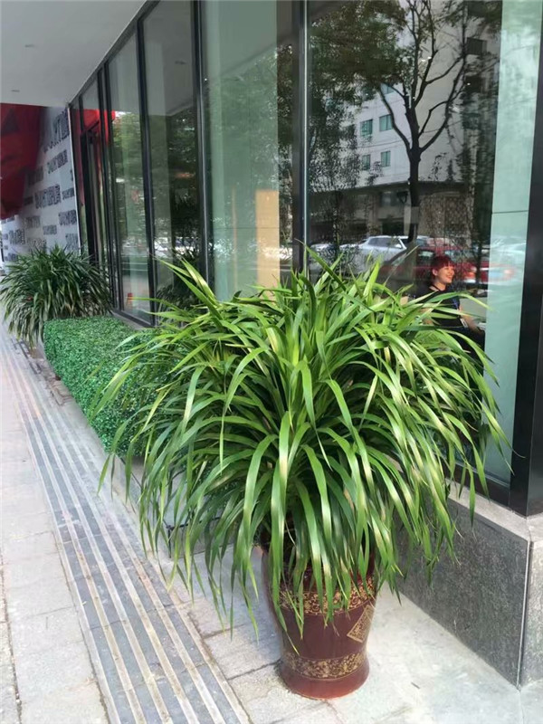 綠植租擺