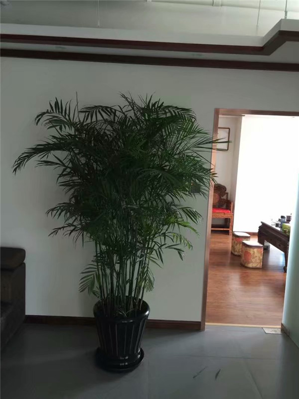 環(huán)境功能綠植