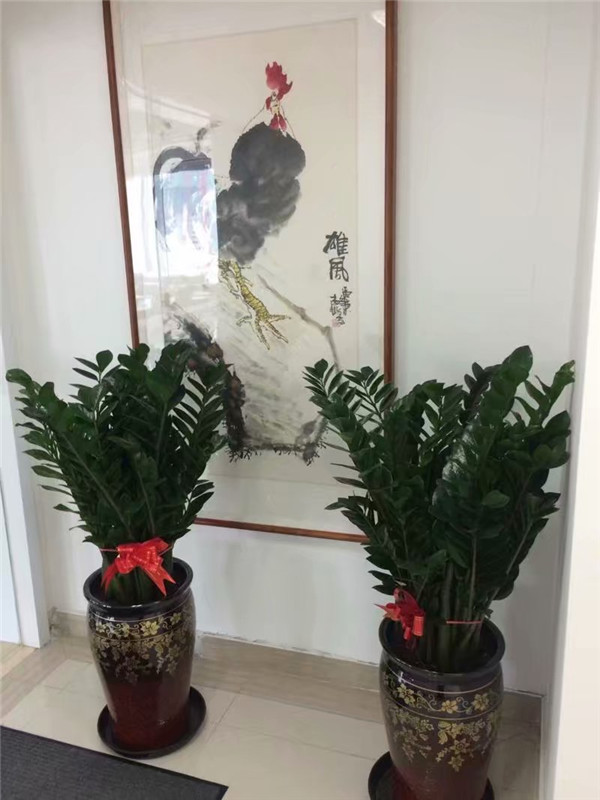 功能綠植